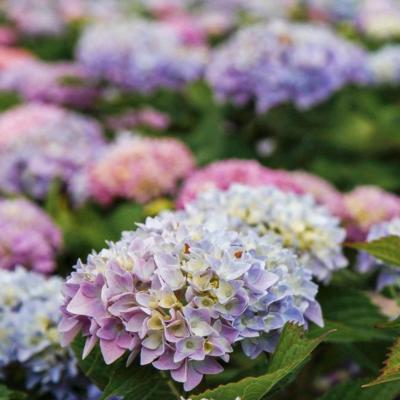 hydrangea-macrophylla-endless-summer-original