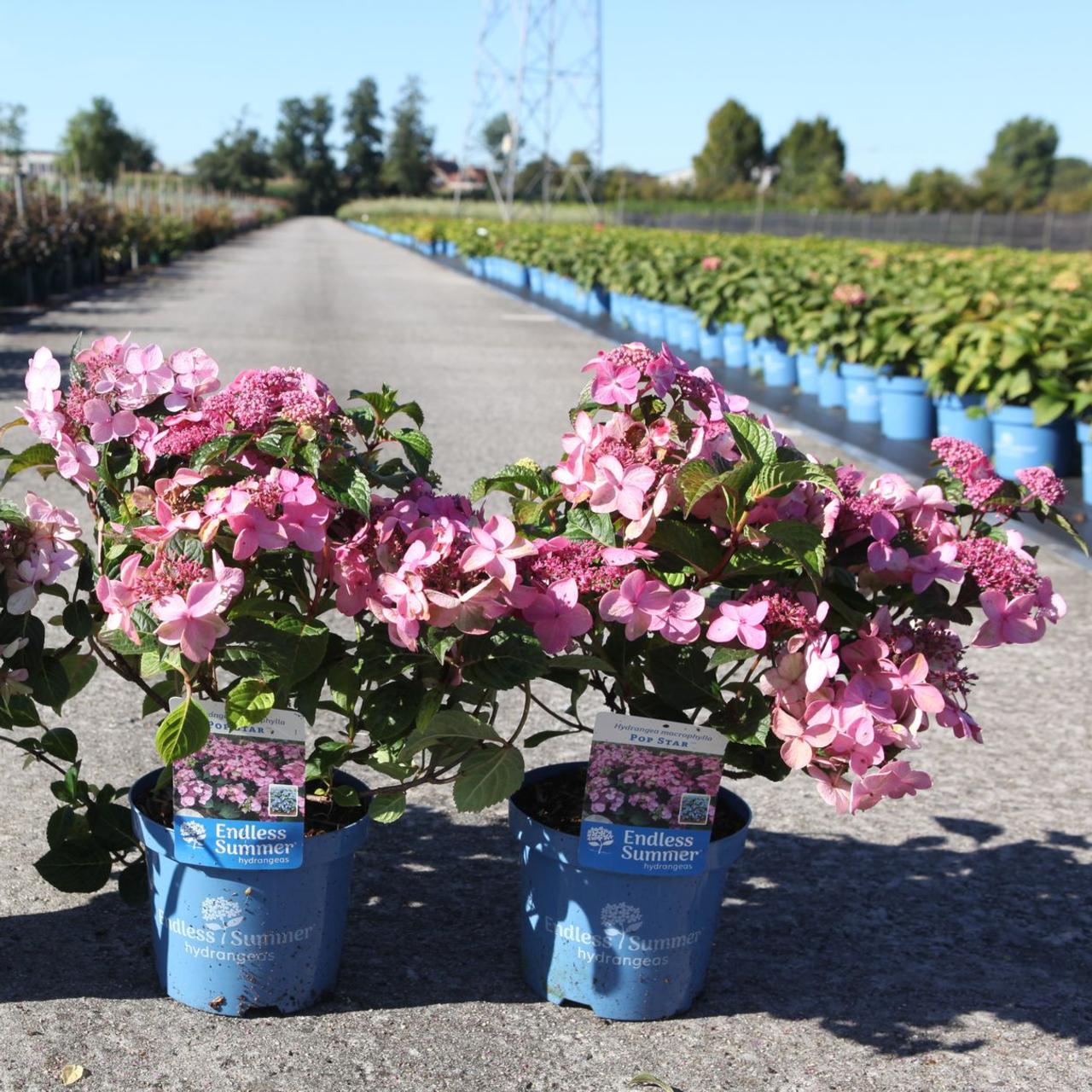 Hydrangea macrophylla Endless Summer POP STAR   plant