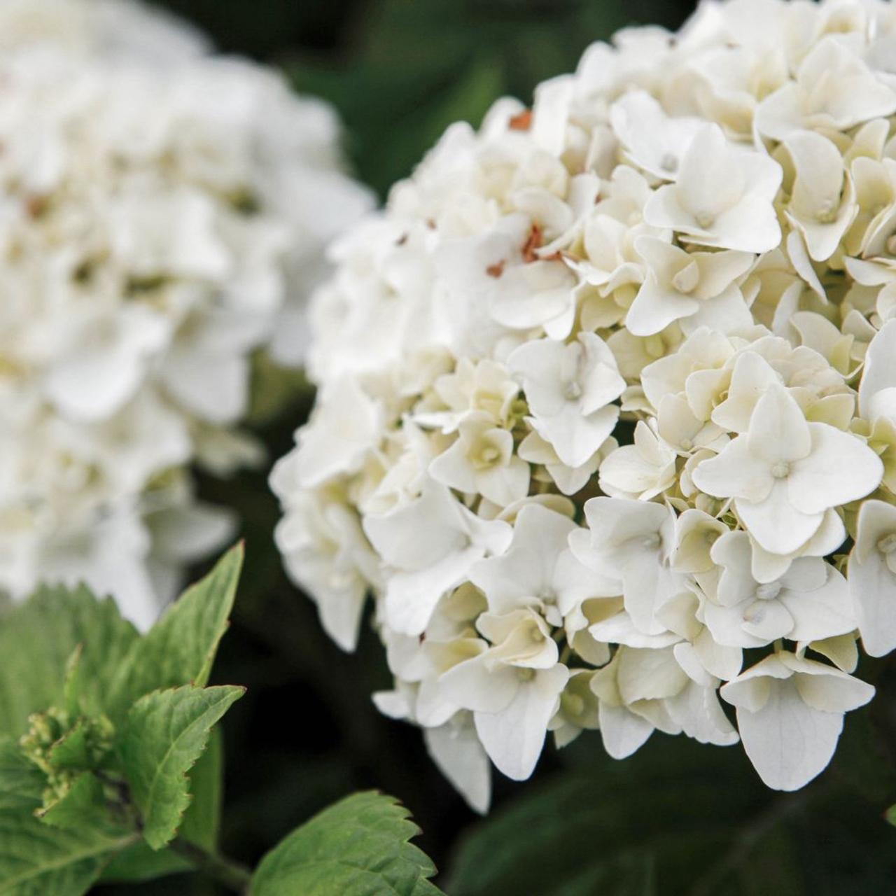 Hydrangea macrophylla 'Endless Summer The Bride' plant