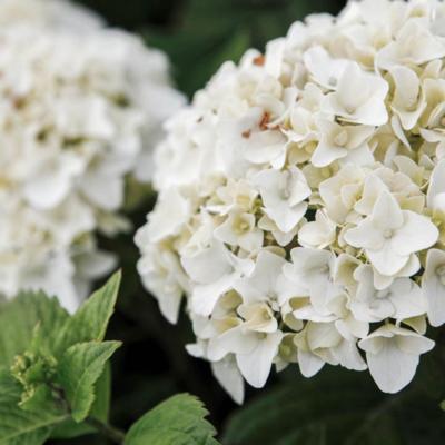 hydrangea-macrophylla-endless-summer-the-bride