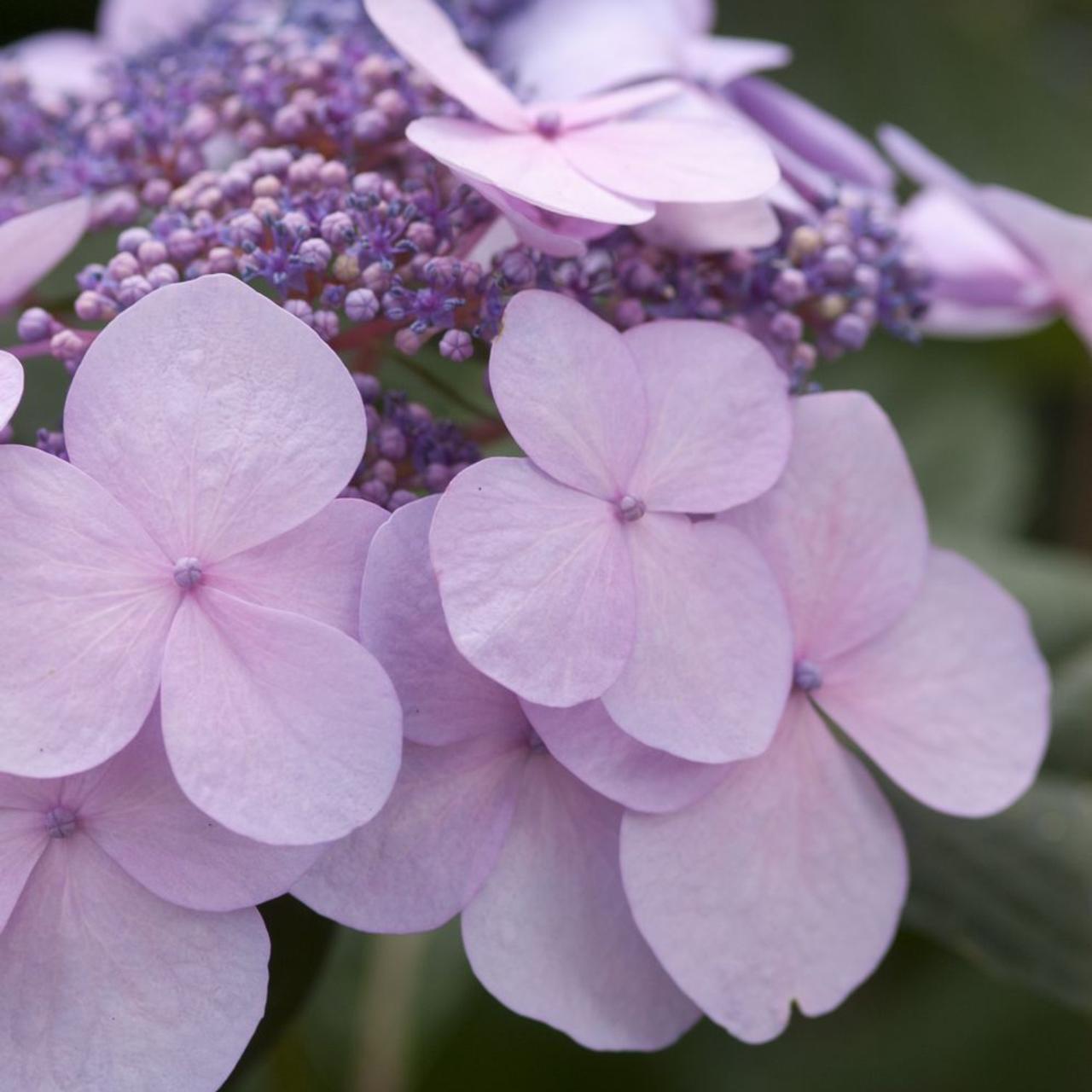 Hydrangea macrophylla 'Endless Summer Twist & Shout' plant