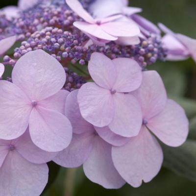 hydrangea-macrophylla-endless-summer-twist-shout