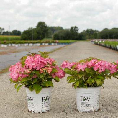 hydrangea-macrophylla-french-cancan