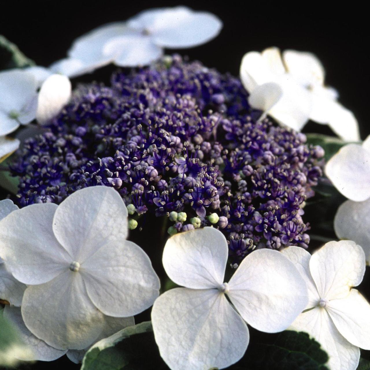 Hydrangea macrophylla 'Light-O-Day' plant