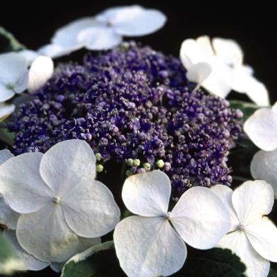 hydrangea-macrophylla-lightoday