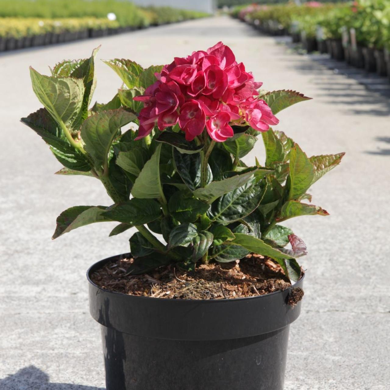 Hydrangea macrophylla 'Merveille Sanguinea' plant