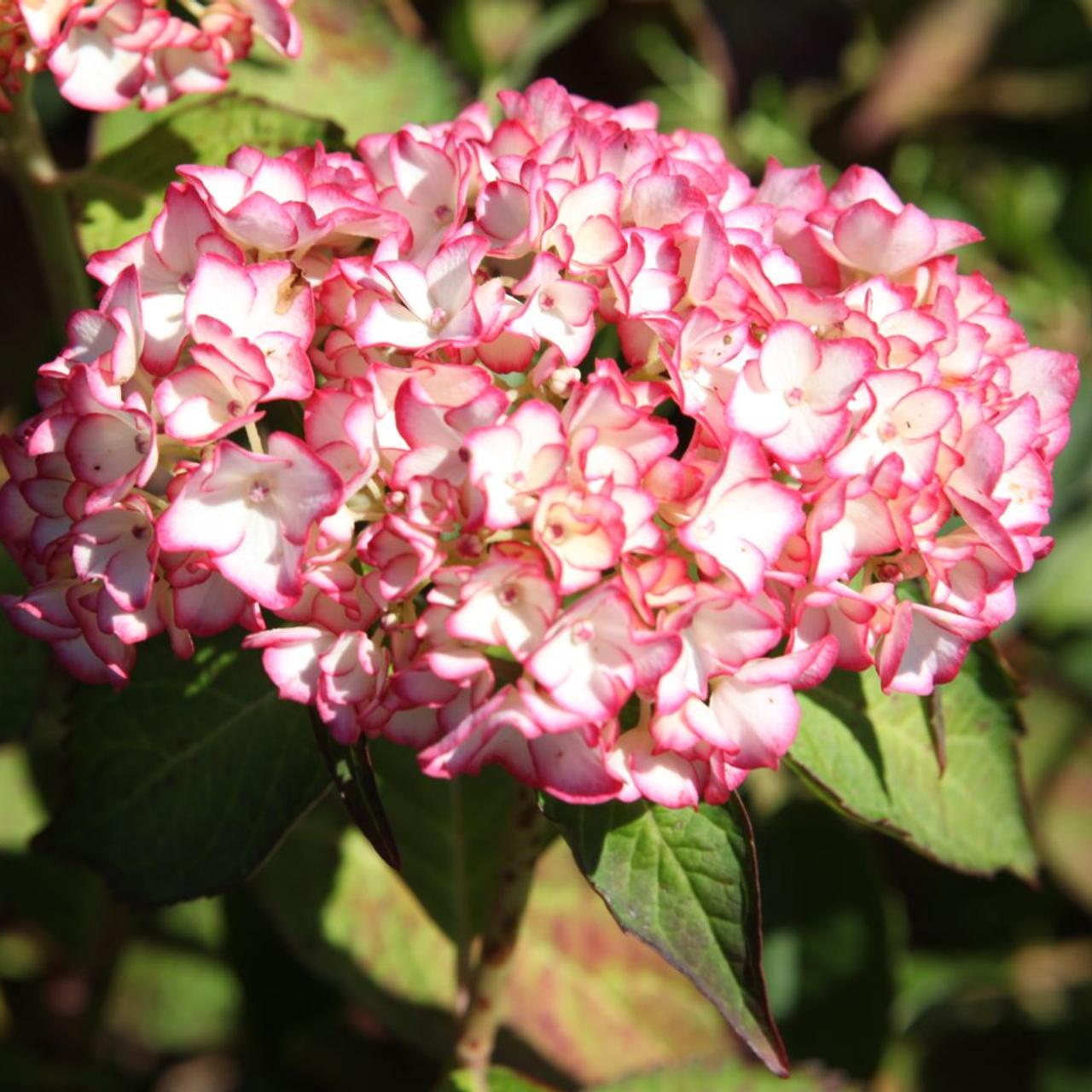 Hydrangea macrophylla 'Mirai' plant