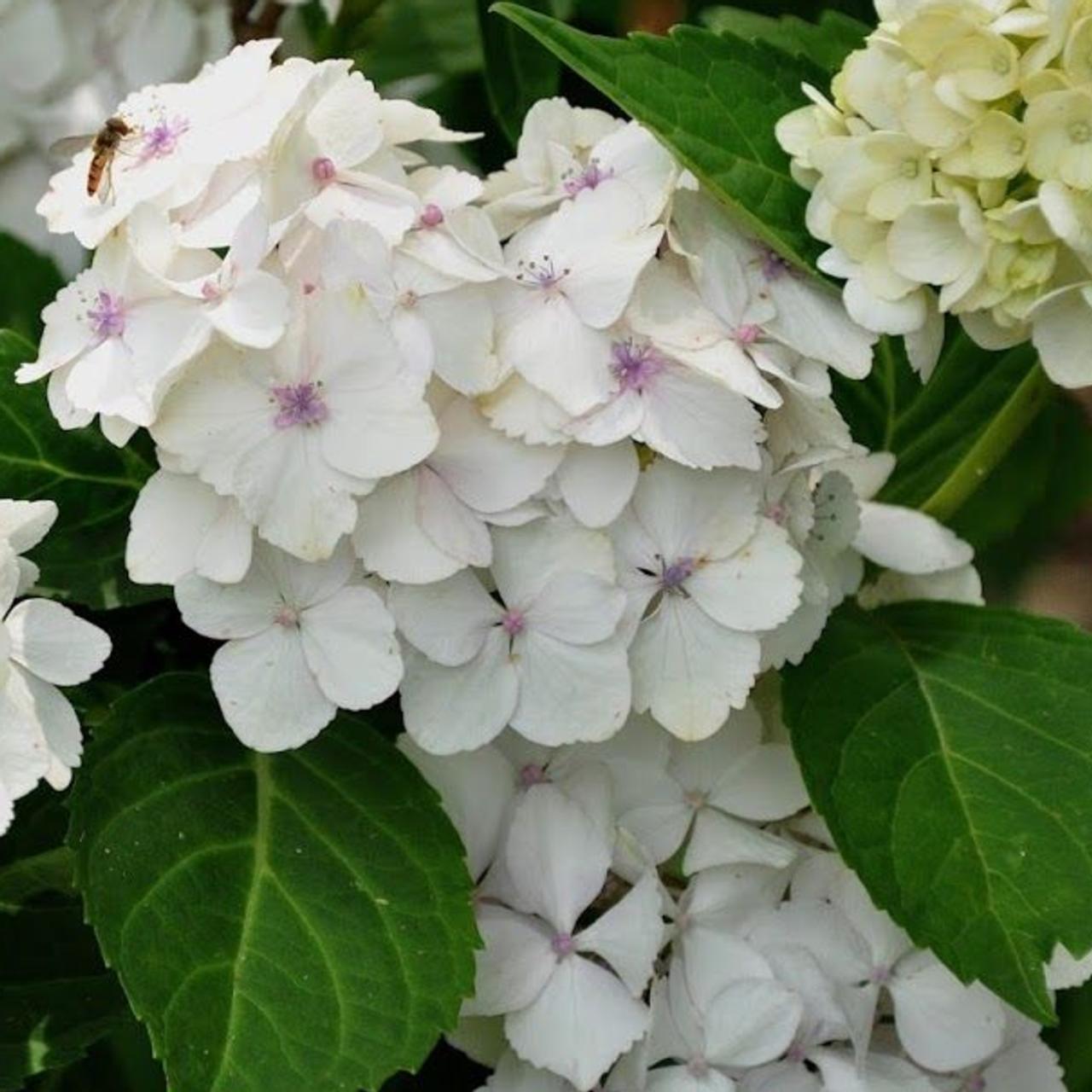 Hydrangea macrophylla 'Mme Emile Mouillère' plant