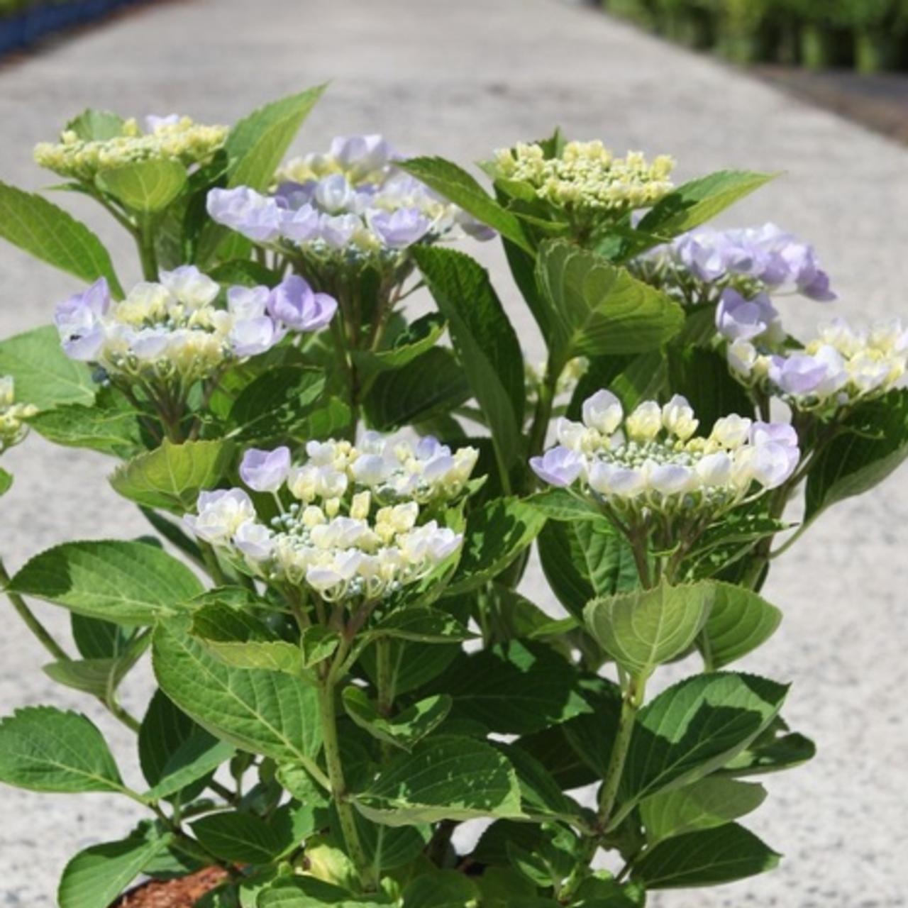 Hydrangea macrophylla 'Nanping' plant