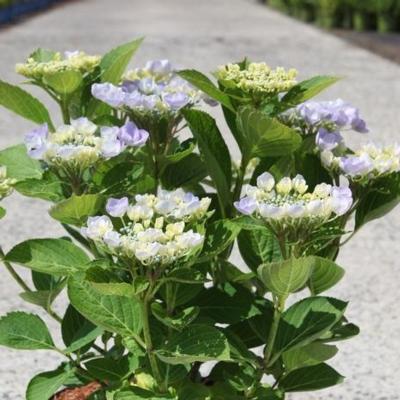 hydrangea-macrophylla-nanping