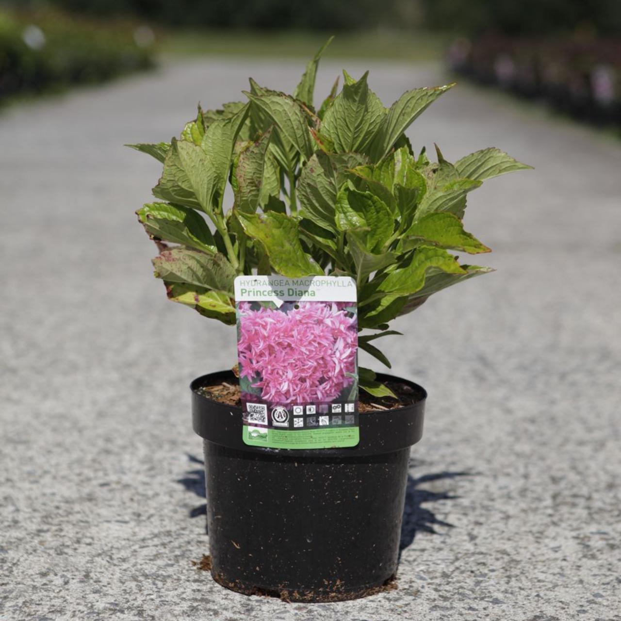 Hydrangea macrophylla 'Princess Diana' plant