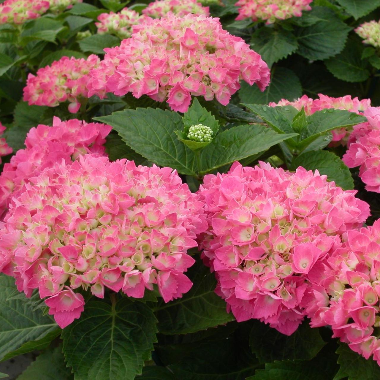 Hydrangea macrophylla 'Red Baron' plant