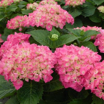 hydrangea-macrophylla-red-baron