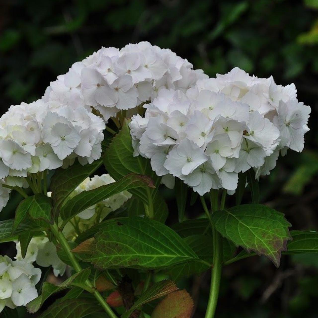 Hydrangea macrophylla 'Soeur Thérèse' plant