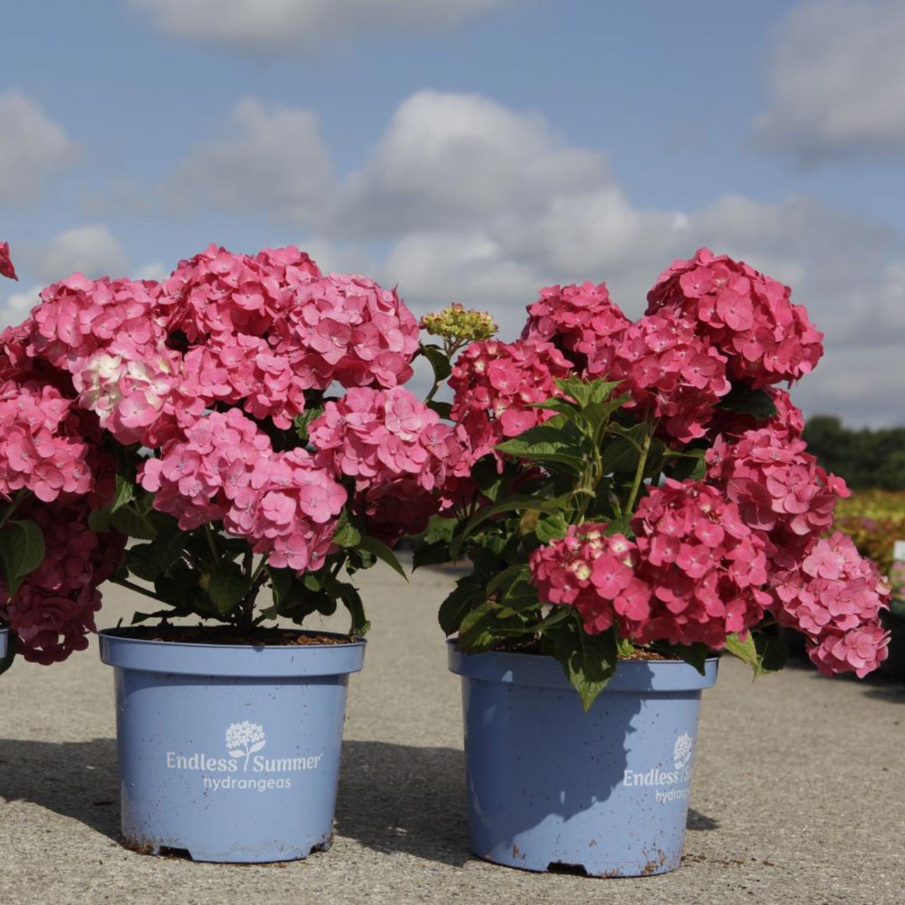 Hydrangea macrophylla 'Summer Love' plant