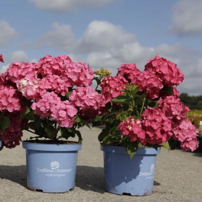 hydrangea-macrophylla-summer-love