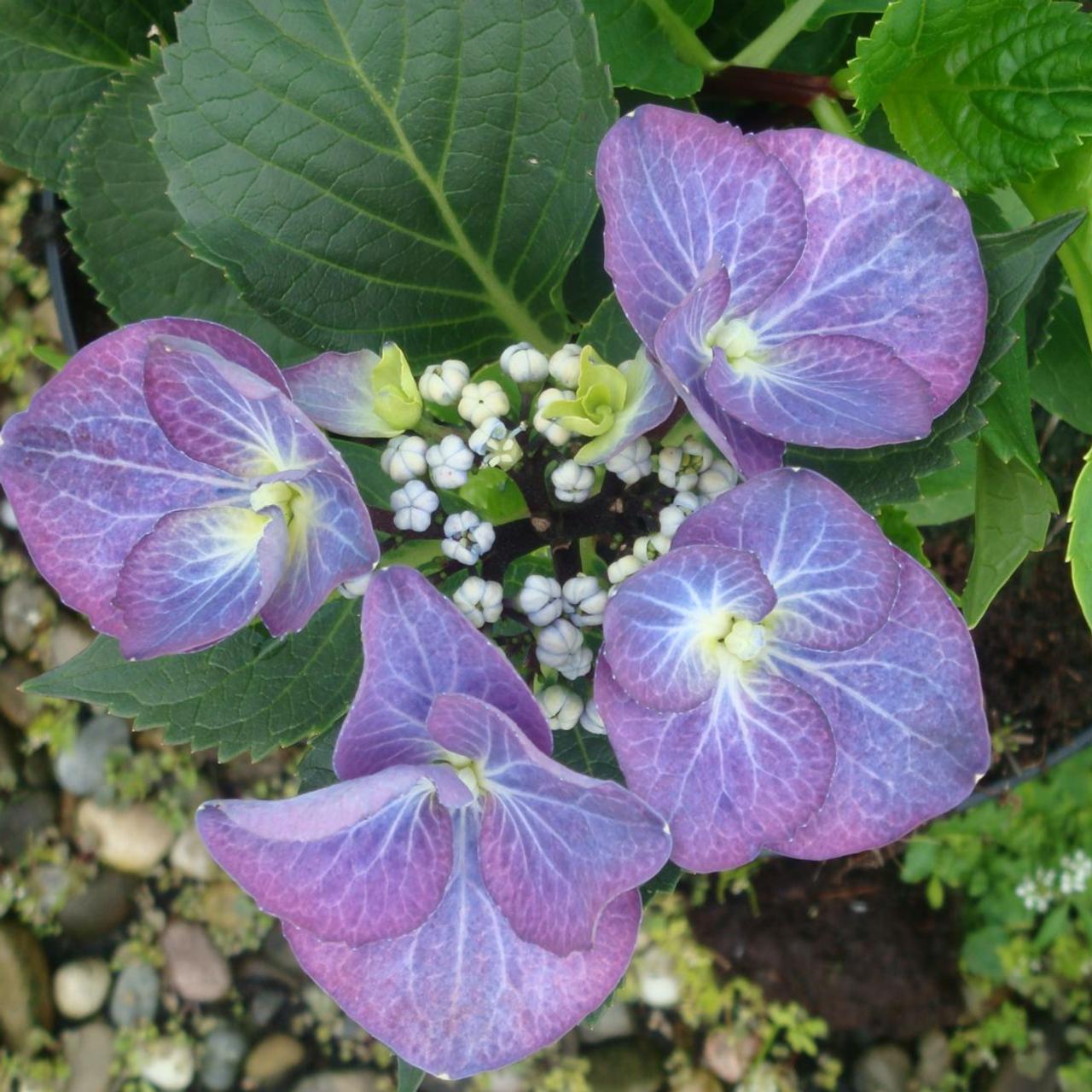 Hydrangea macrophylla 'Zorro' plant