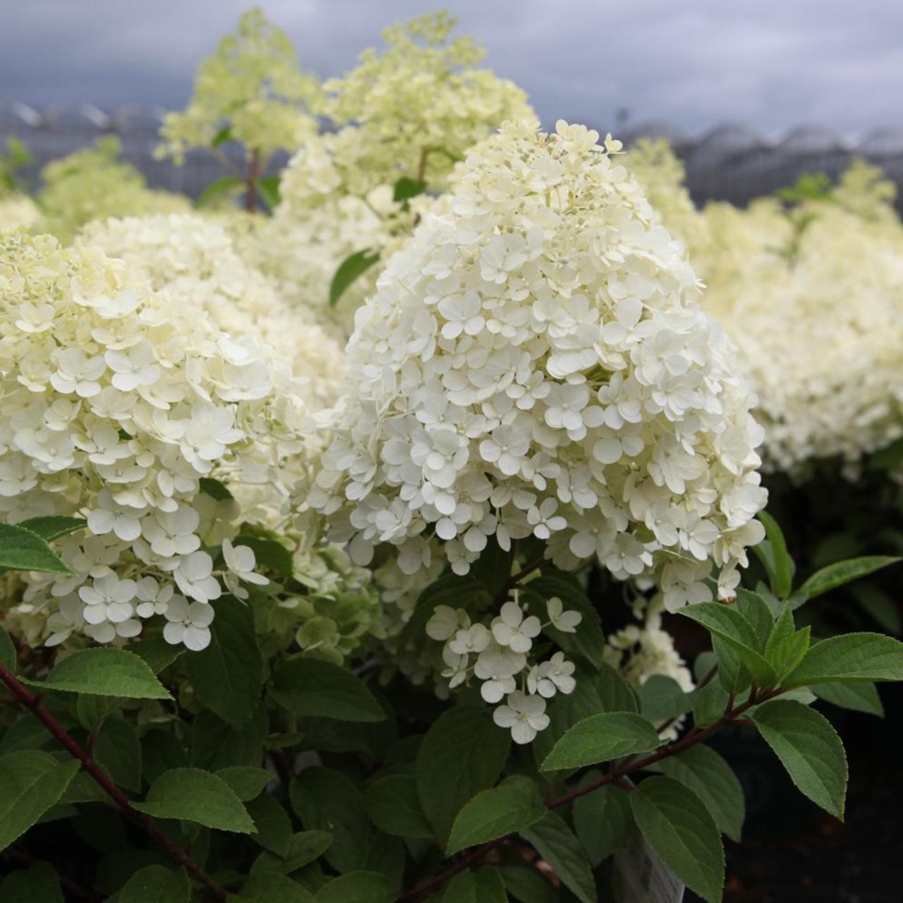 Hydrangea paniculata 'Bobo' plant