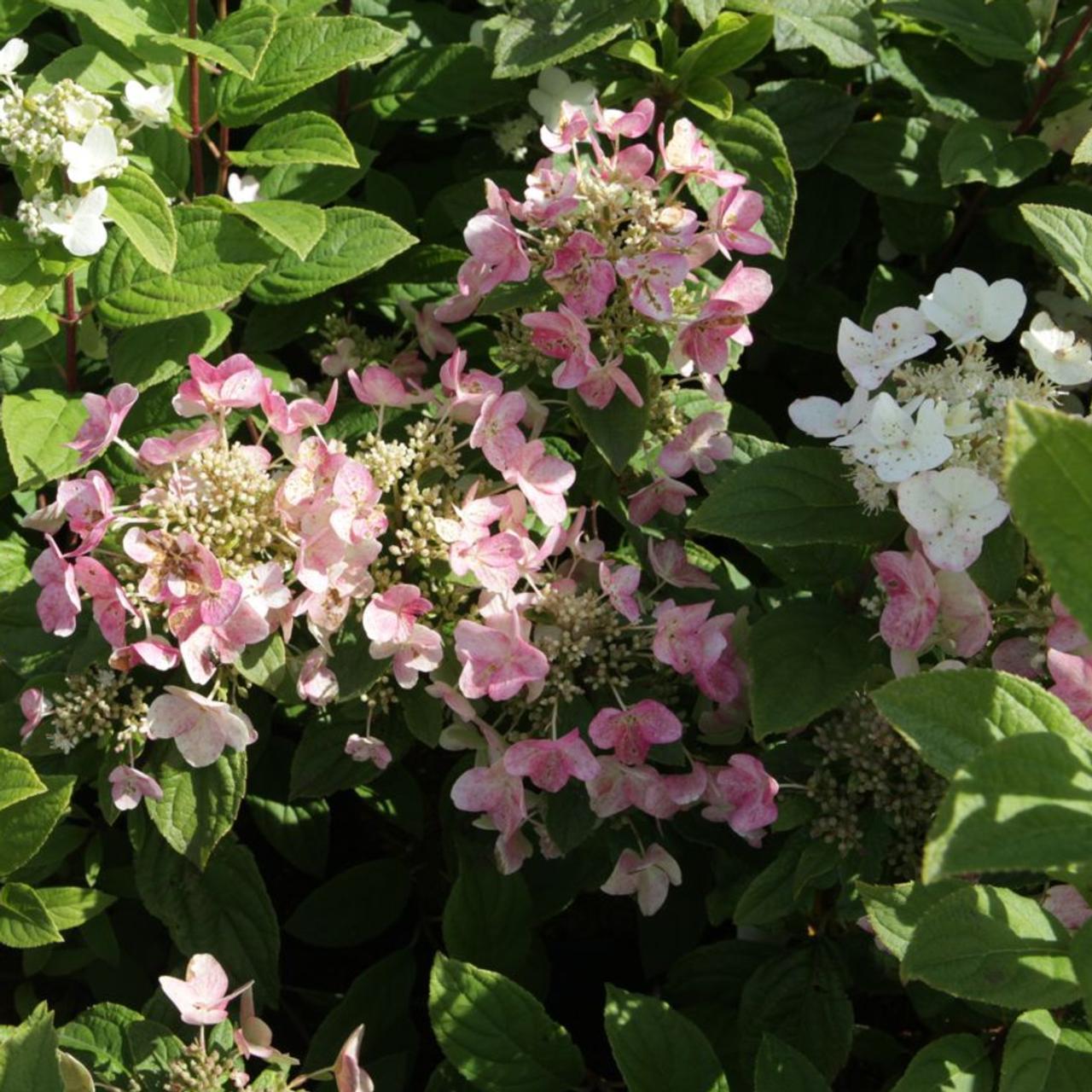 Hydrangea paniculata 'Dart's Little Dot' plant