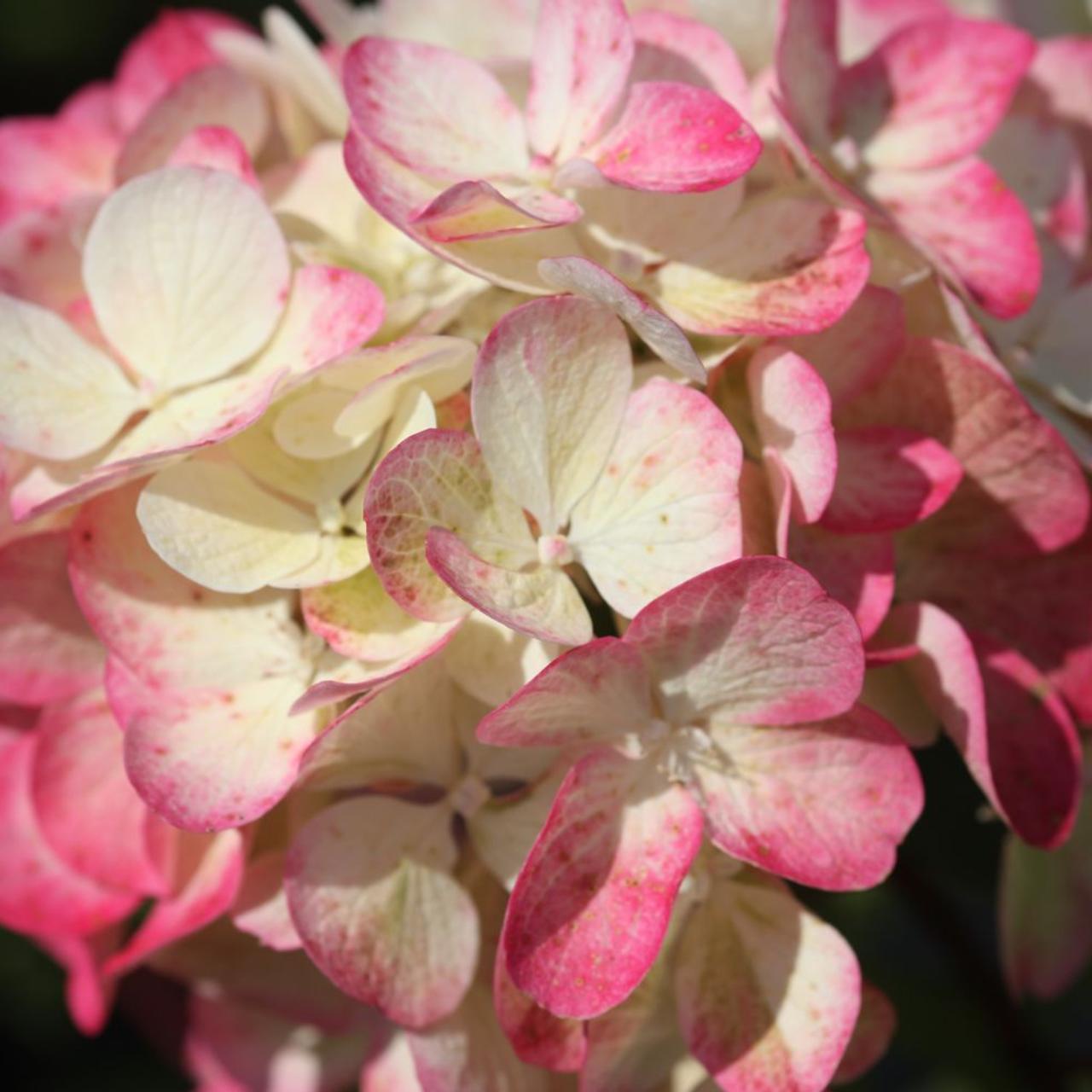 Hydrangea paniculata 'Diamant Rouge' plant