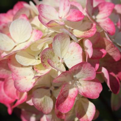 hydrangea-paniculata-diamant-rouge