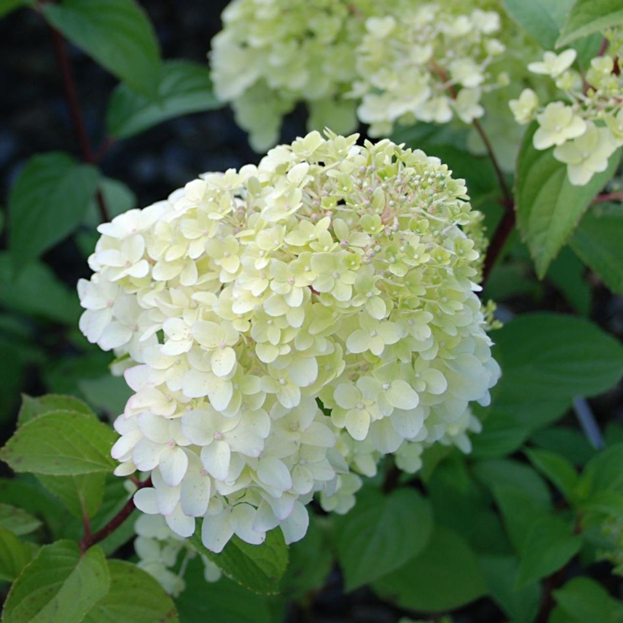 Hydrangea paniculata 'Diamantino' plant