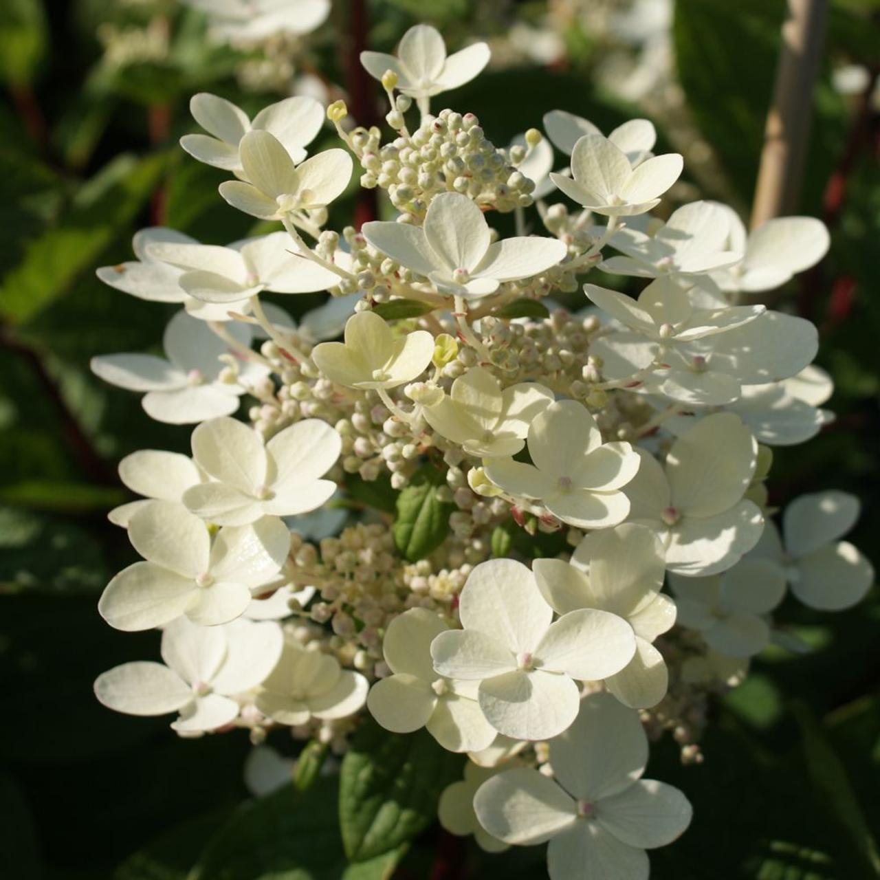 Hydrangea paniculata 'Early Sensation' plant