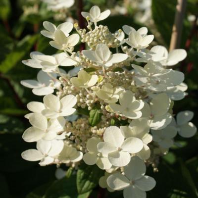 hydrangea-paniculata-early-sensation