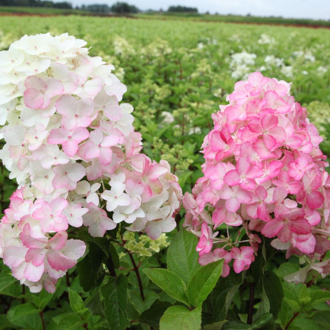 Hydrangea paniculata 'Fraise Melba' plant