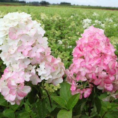 hydrangea-paniculata-fraise-melba