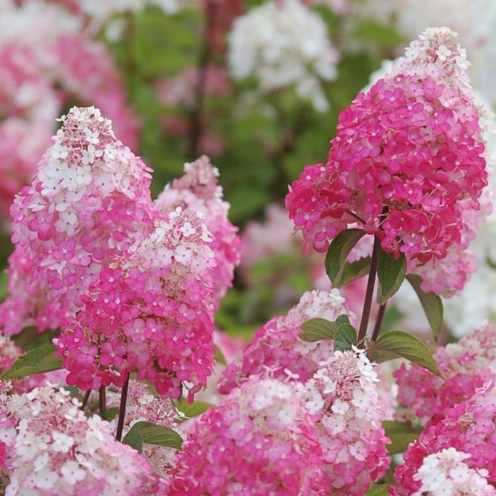 Hydrangea paniculata FRAMBOISINE plant