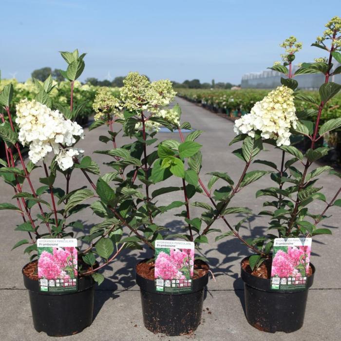 Hydrangea paniculata FRAMBOISINE plant
