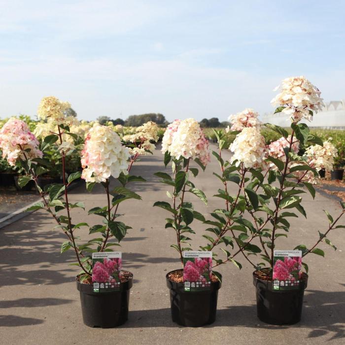 Hydrangea paniculata FRAMBOISINE plant