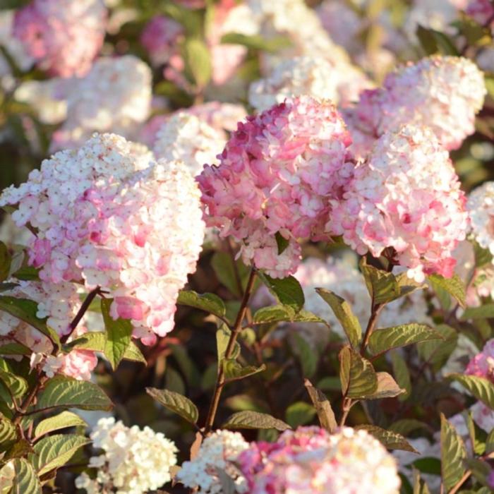 Hydrangea paniculata FRAMBOISINE plant