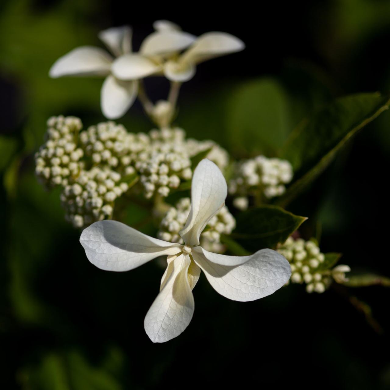 hydrangea-paniculata-great-star Hydrangea paniculata 'Great Star' plant
