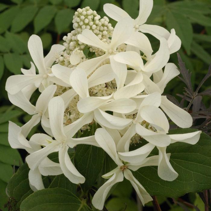 Hydrangea paniculata 'Great Star' plant
