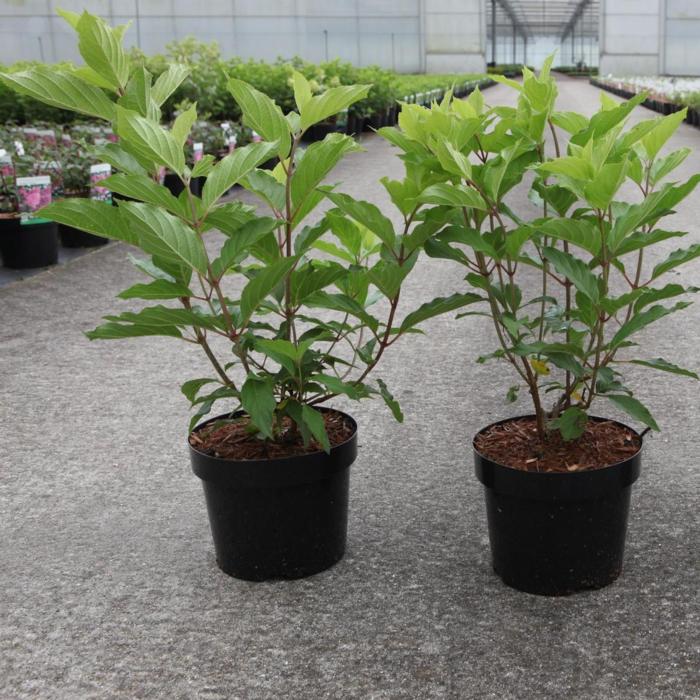 Hydrangea paniculata 'Great Star' plant