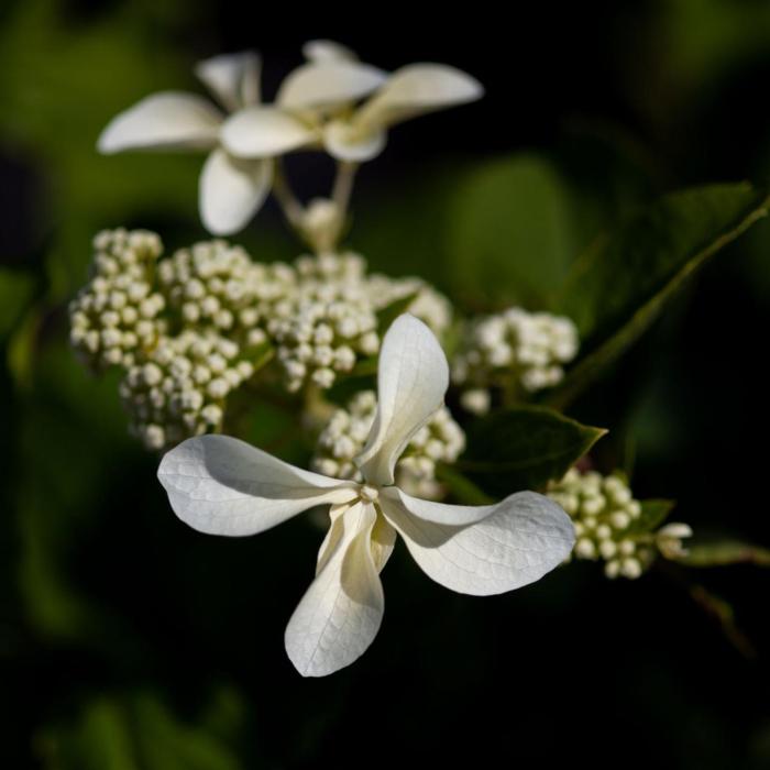 Hydrangea paniculata 'Great Star' plant