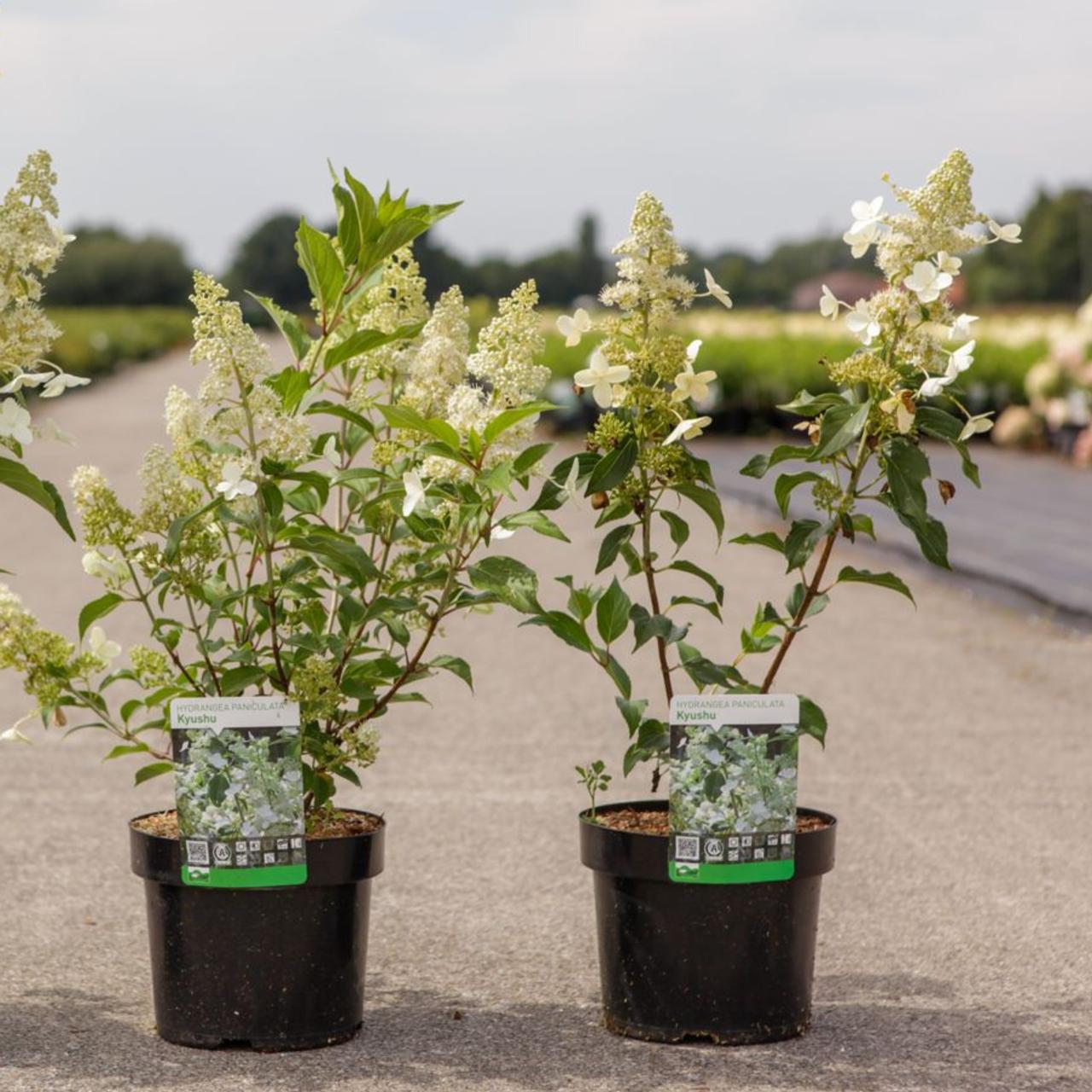 Hydrangea paniculata 'Kyushu' plant