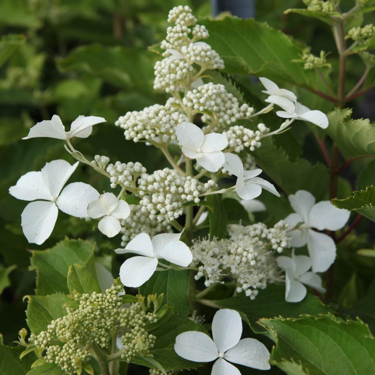 Hydrangea paniculata 'Levana' plant