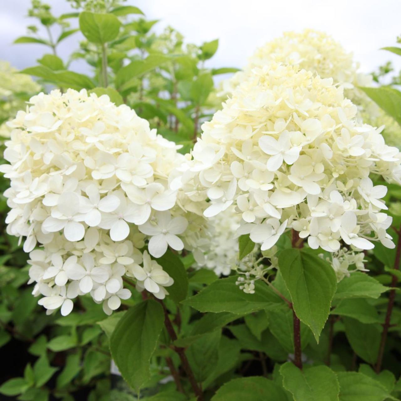 Hydrangea paniculata 'Limelight' plant