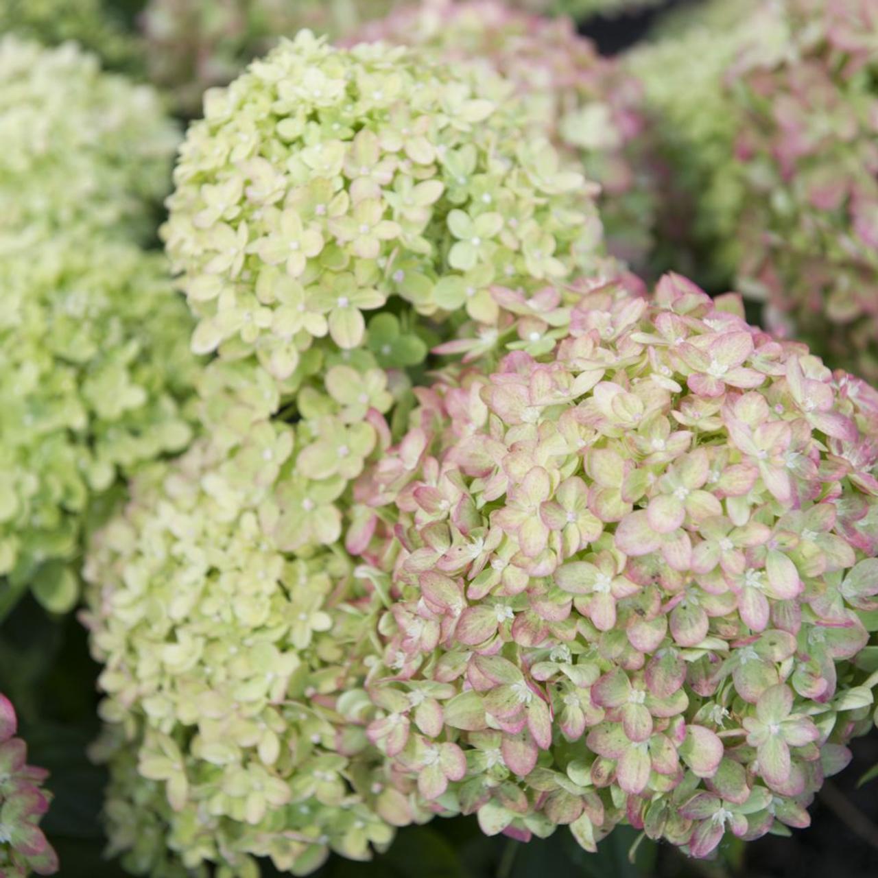 Hydrangea paniculata 'Little Lime' plant