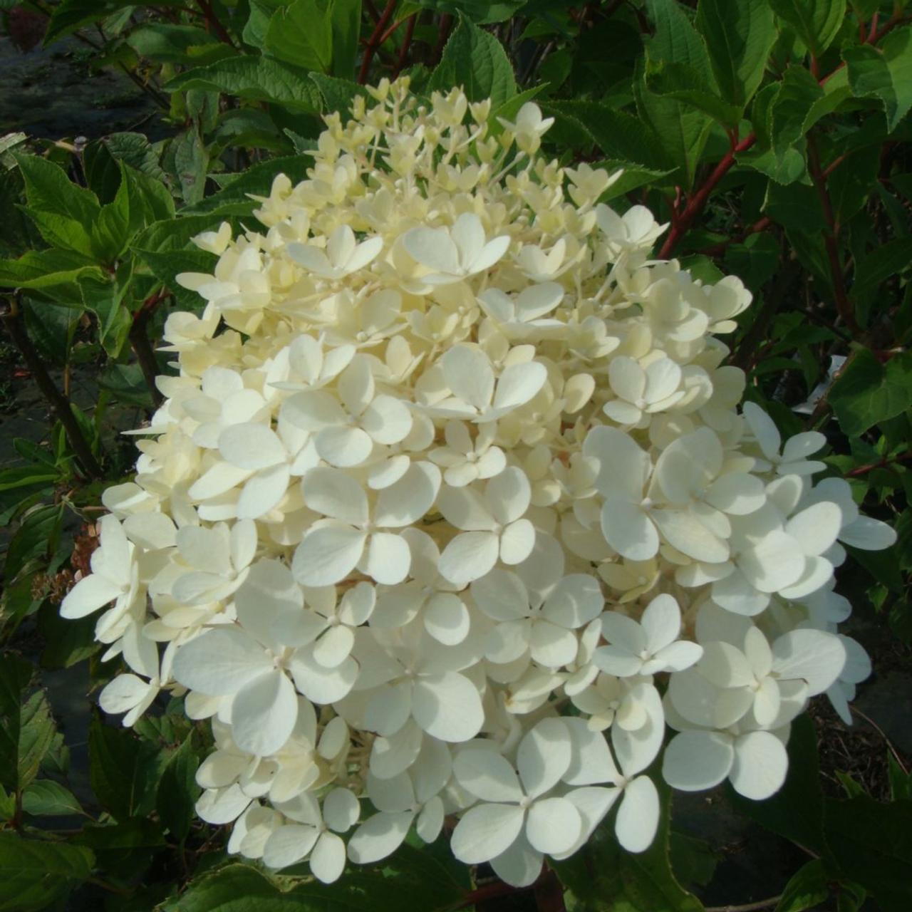 Hydrangea paniculata 'Phantom' plant