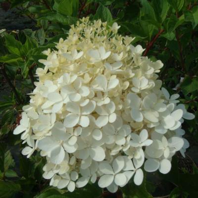 hydrangea-paniculata-phantom