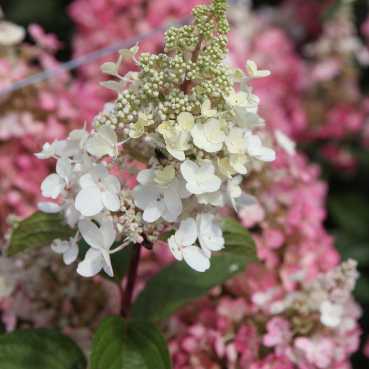 Hydrangea paniculata 'Pinky Winky' plant