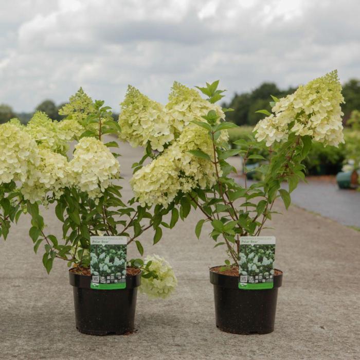 Hydrangea paniculata 'Polar Bear' plant