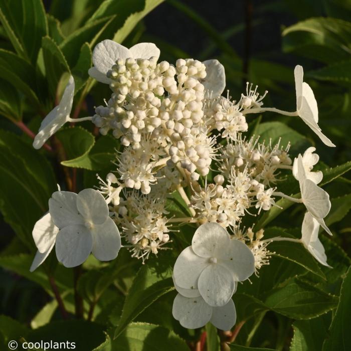 Hydrangea paniculata 'Polar Bear' plant