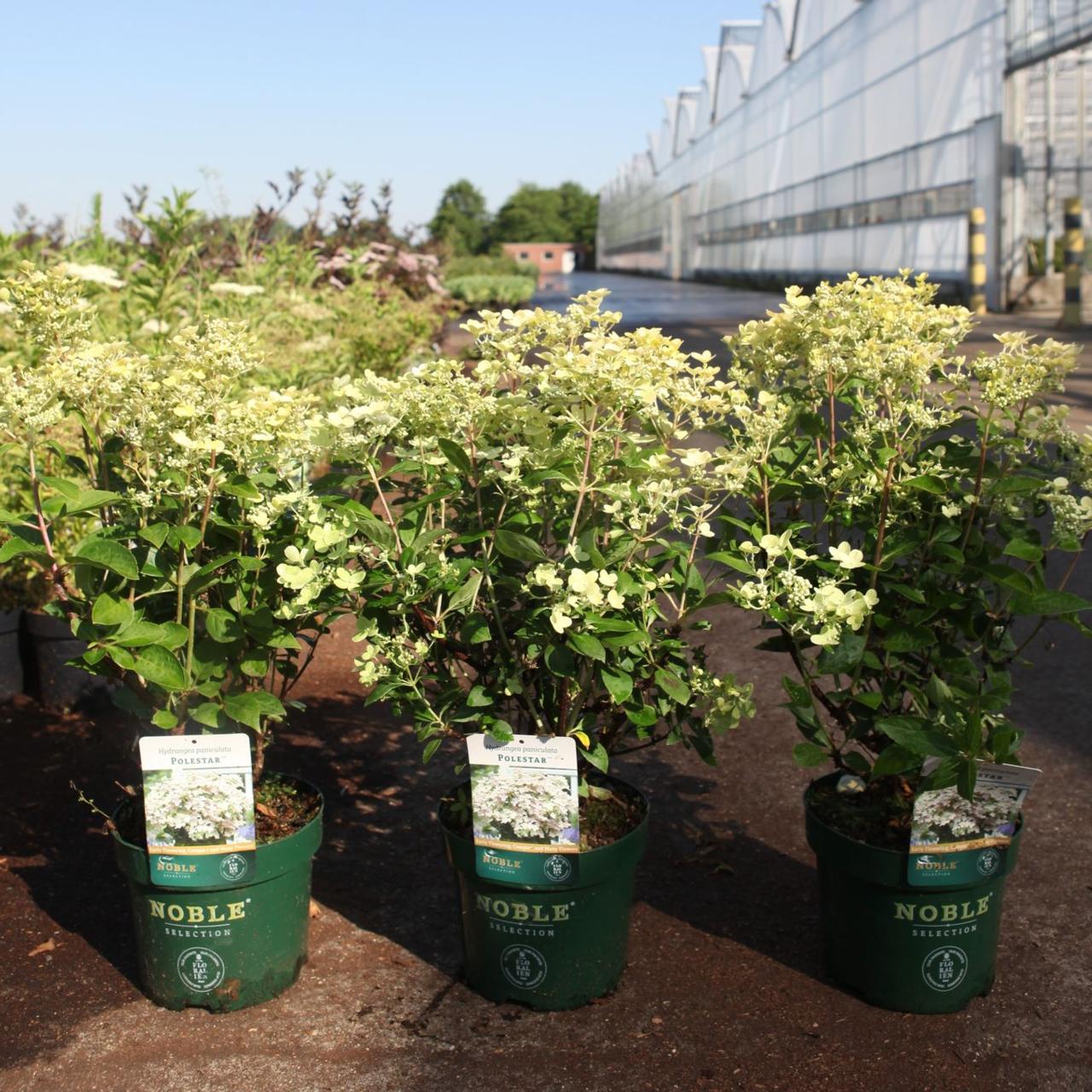 Hydrangea paniculata POLESTAR plant