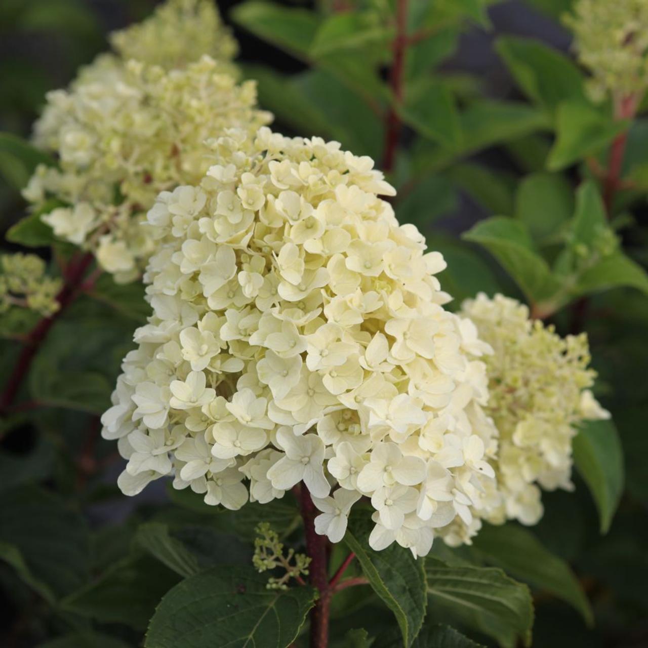 Hydrangea paniculata 'Silver Dollar' plant