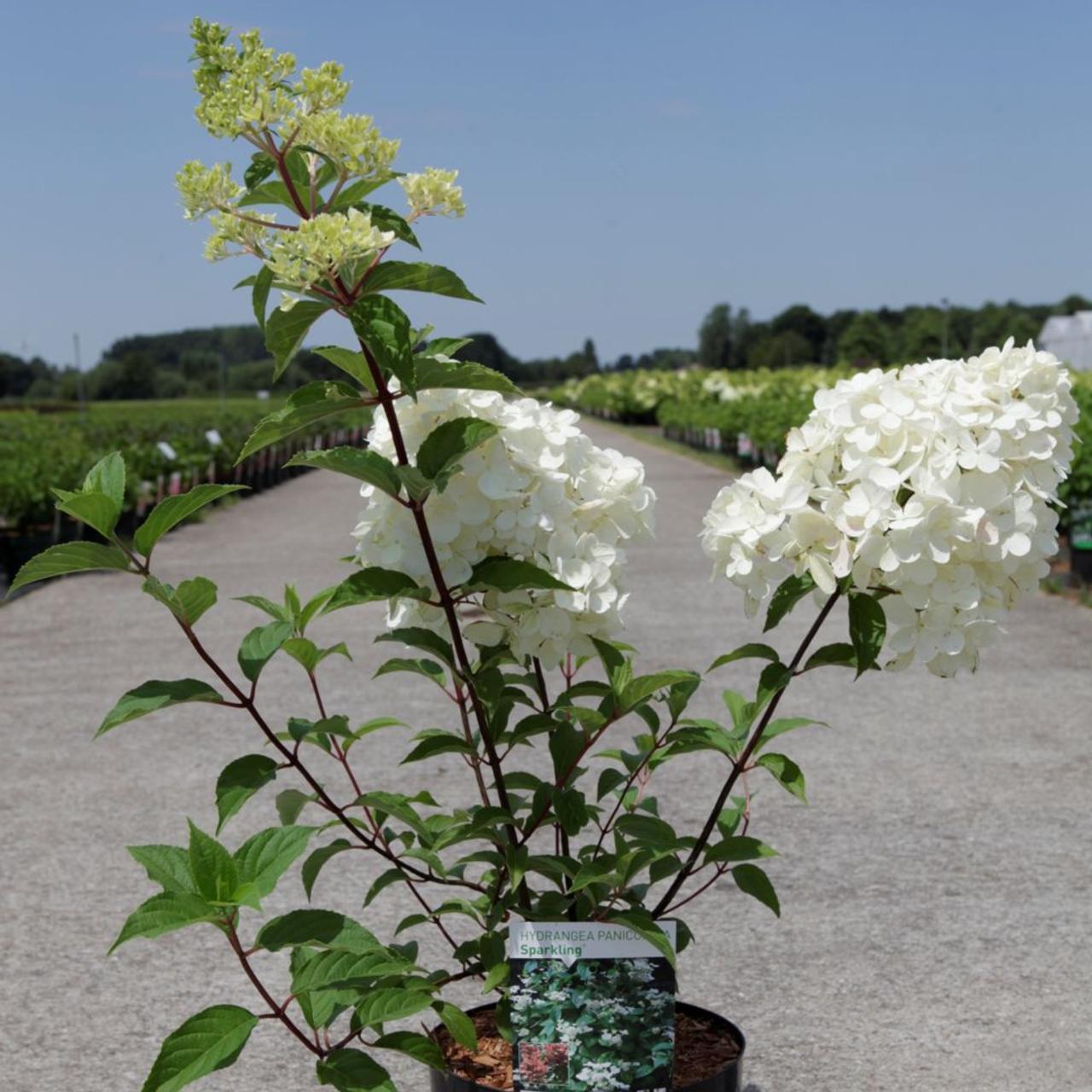 Hydrangea paniculata 'Sparkling' plant